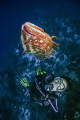   swimming having fun nassau grouper  